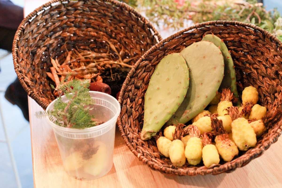 Plant roots and cactus in a basket